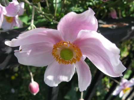 f:id:elmikamino:20090918115318j:image