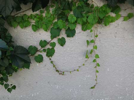 f:id:elmikamino:20090918115319j:image