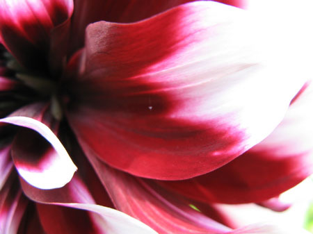 f:id:elmikamino:20090918115321j:image