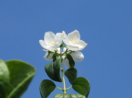 f:id:elmikamino:20090918115323j:image