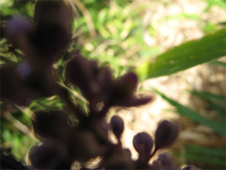 f:id:elmikamino:20090918115324j:image