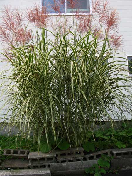 f:id:elmikamino:20090918115325j:image