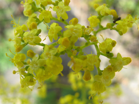 f:id:elmikamino:20090918153348j:image