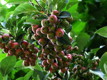 f:id:elmikamino:20090921122946j:image