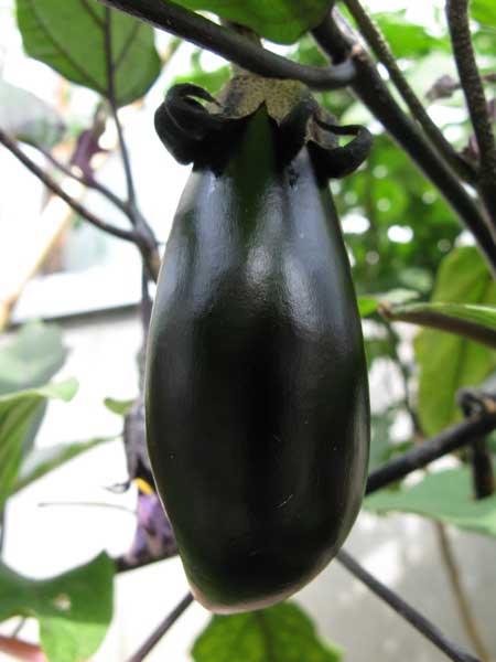 f:id:elmikamino:20090921122947j:image