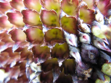 f:id:elmikamino:20090921122948j:image