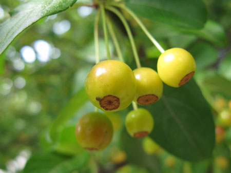 f:id:elmikamino:20090921122949j:image