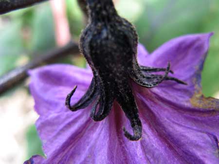 f:id:elmikamino:20090921122952j:image