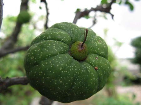 f:id:elmikamino:20090921122954j:image