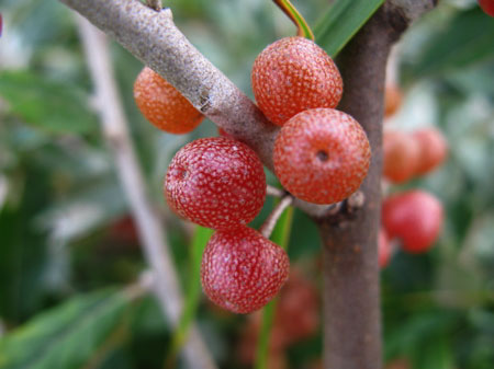 f:id:elmikamino:20090922010706j:image