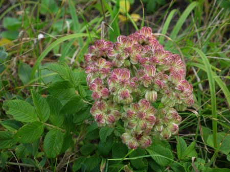 f:id:elmikamino:20090922010708j:image