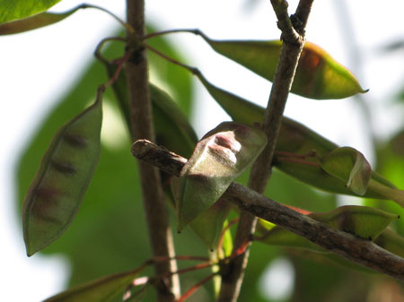 f:id:elmikamino:20090922113039j:image