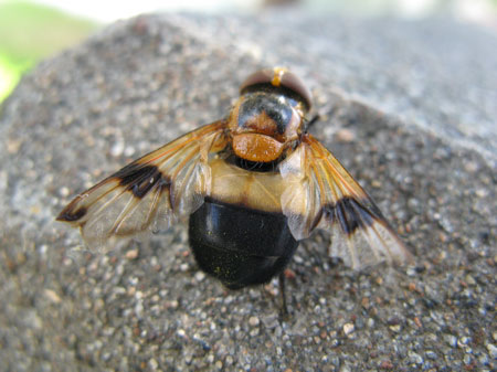 f:id:elmikamino:20090922113041j:image