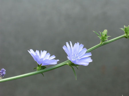 f:id:elmikamino:20090922113043j:image