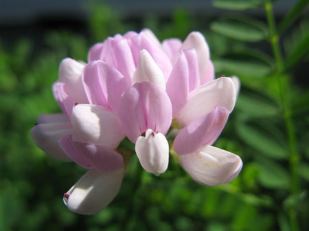 f:id:elmikamino:20090922113046j:image