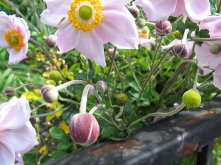 f:id:elmikamino:20090922113047j:image