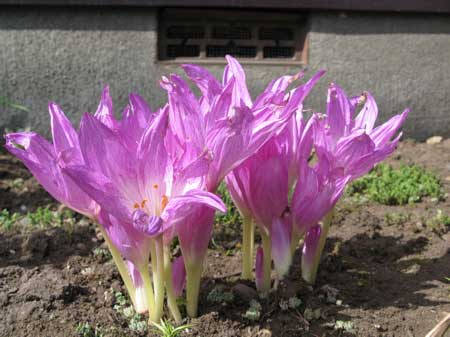 f:id:elmikamino:20090922113048j:image