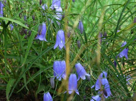 f:id:elmikamino:20090922134700j:image