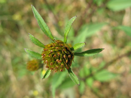 f:id:elmikamino:20090922145320j:image