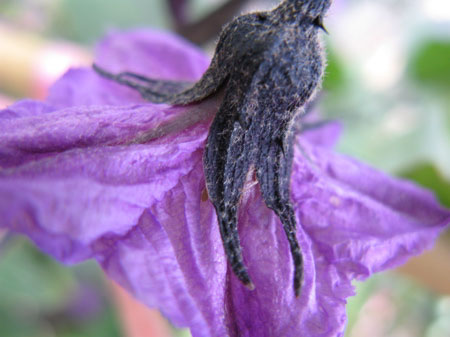 f:id:elmikamino:20090926120133j:image