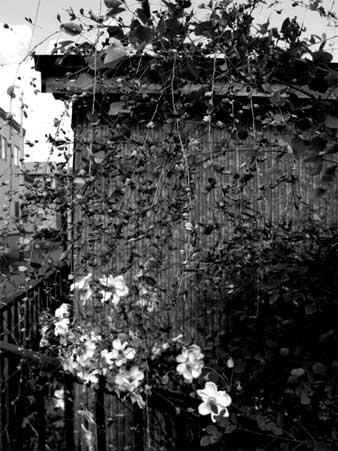 f:id:elmikamino:20090926120140j:image