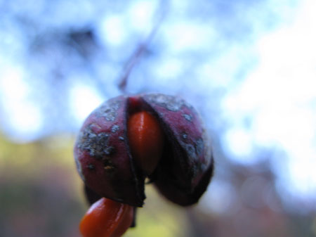 f:id:elmikamino:20090927172045j:image