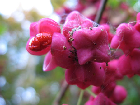 f:id:elmikamino:20090927172046j:image