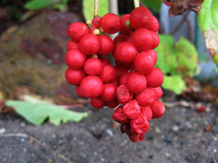 f:id:elmikamino:20090928143611j:image