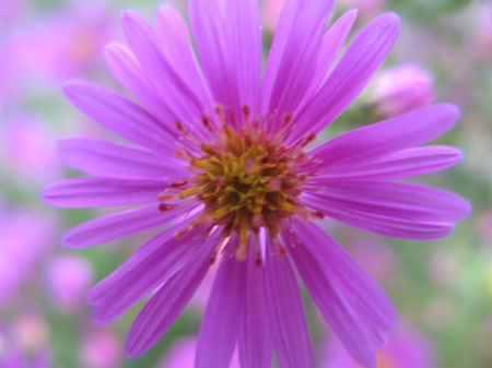 f:id:elmikamino:20090928143613j:image