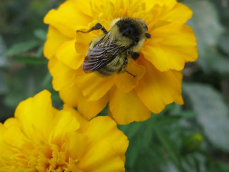 f:id:elmikamino:20090928143614j:image