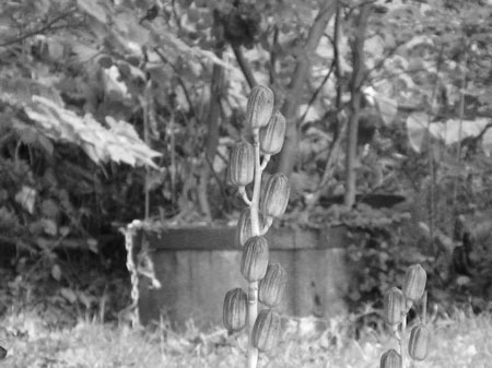 f:id:elmikamino:20090928143615j:image