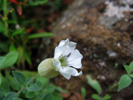 f:id:elmikamino:20090928143617j:image