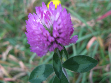 f:id:elmikamino:20090928143618j:image