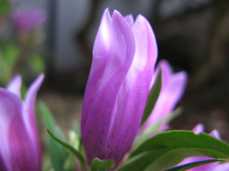 f:id:elmikamino:20090928143621j:image