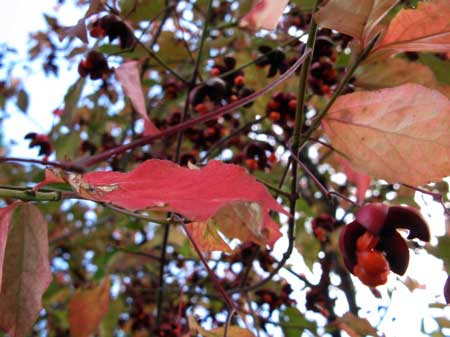 f:id:elmikamino:20090929105354j:image