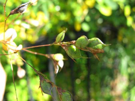 f:id:elmikamino:20090929105359j:image
