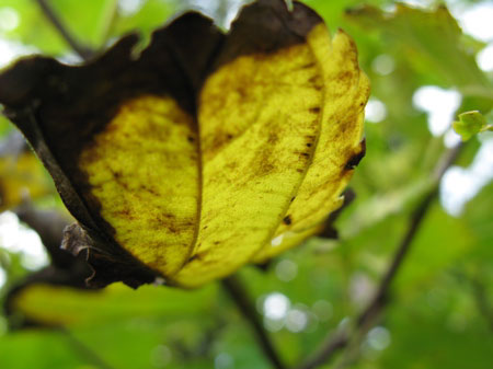 f:id:elmikamino:20090929105401j:image