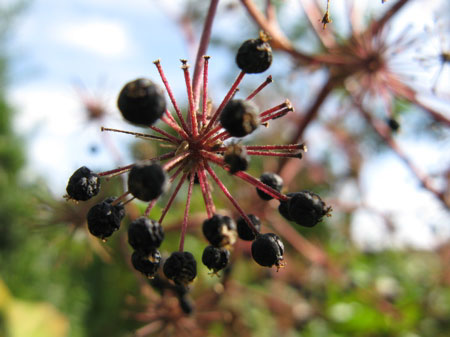 f:id:elmikamino:20091006113719j:image f:id:elmikamino:20091006113719j:image