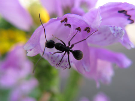 f:id:elmikamino:20091006113720j:image f:id:elmikamino:20091006113720j:image