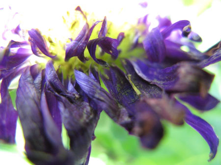 f:id:elmikamino:20091006113725j:image f:id:elmikamino:20091006113725j:image