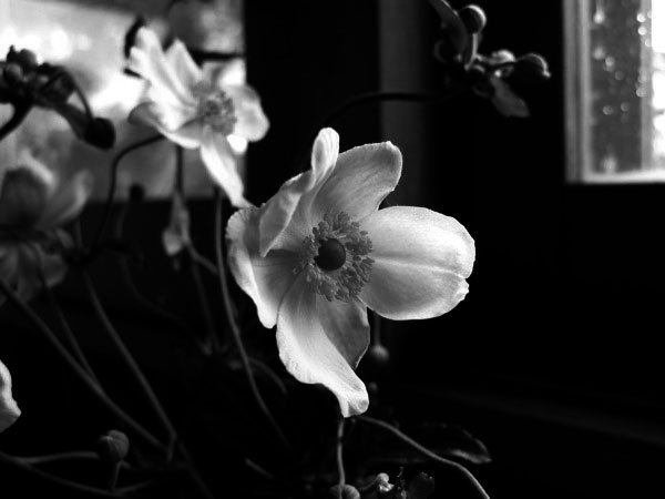 f:id:elmikamino:20091006163802j:image