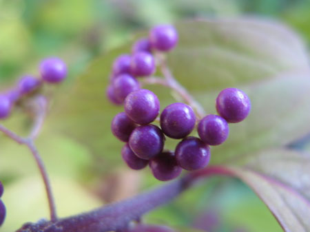 f:id:elmikamino:20091010173029j:image