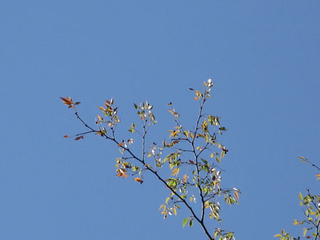 f:id:elmikamino:20091010173031j:image