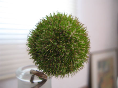 f:id:elmikamino:20091010173034j:image