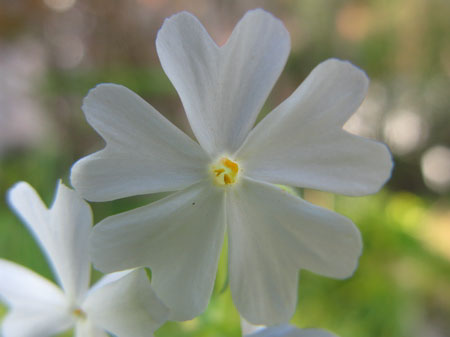 f:id:elmikamino:20091010173035j:image