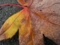 20091013105559
