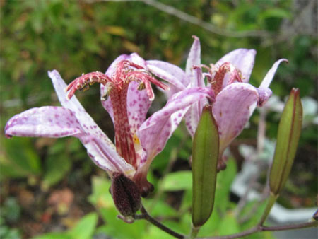 f:id:elmikamino:20091013105602j:image f:id:elmikamino:20091013105602j:image