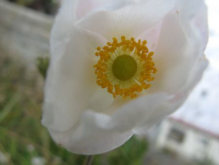 f:id:elmikamino:20091016094857j:image