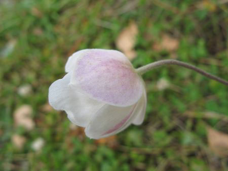 f:id:elmikamino:20091016094920j:image