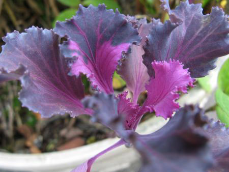 f:id:elmikamino:20091016095222j:image
